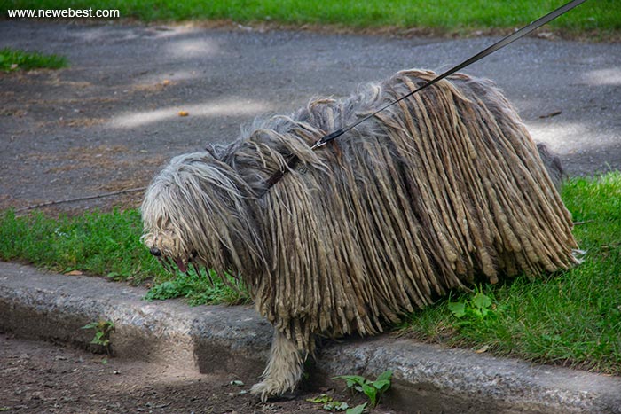 Smelly dog